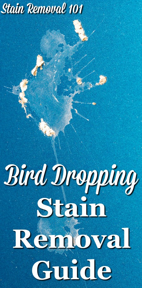 How to Remove Bird Poop Stains From Clothes and Carpet