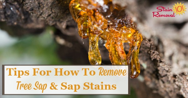 How to Remove Tree Sap from Car? A Step-by-Step Guide