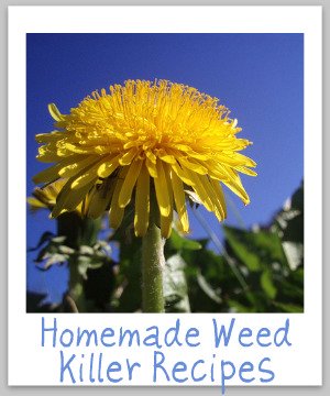 5 homemade weed killer recipes that you can use for isolated weeds to kill them easily, quickly and cheaply {on Stain Removal 101}