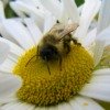 bee on flower