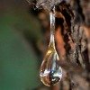 drop of tree sap