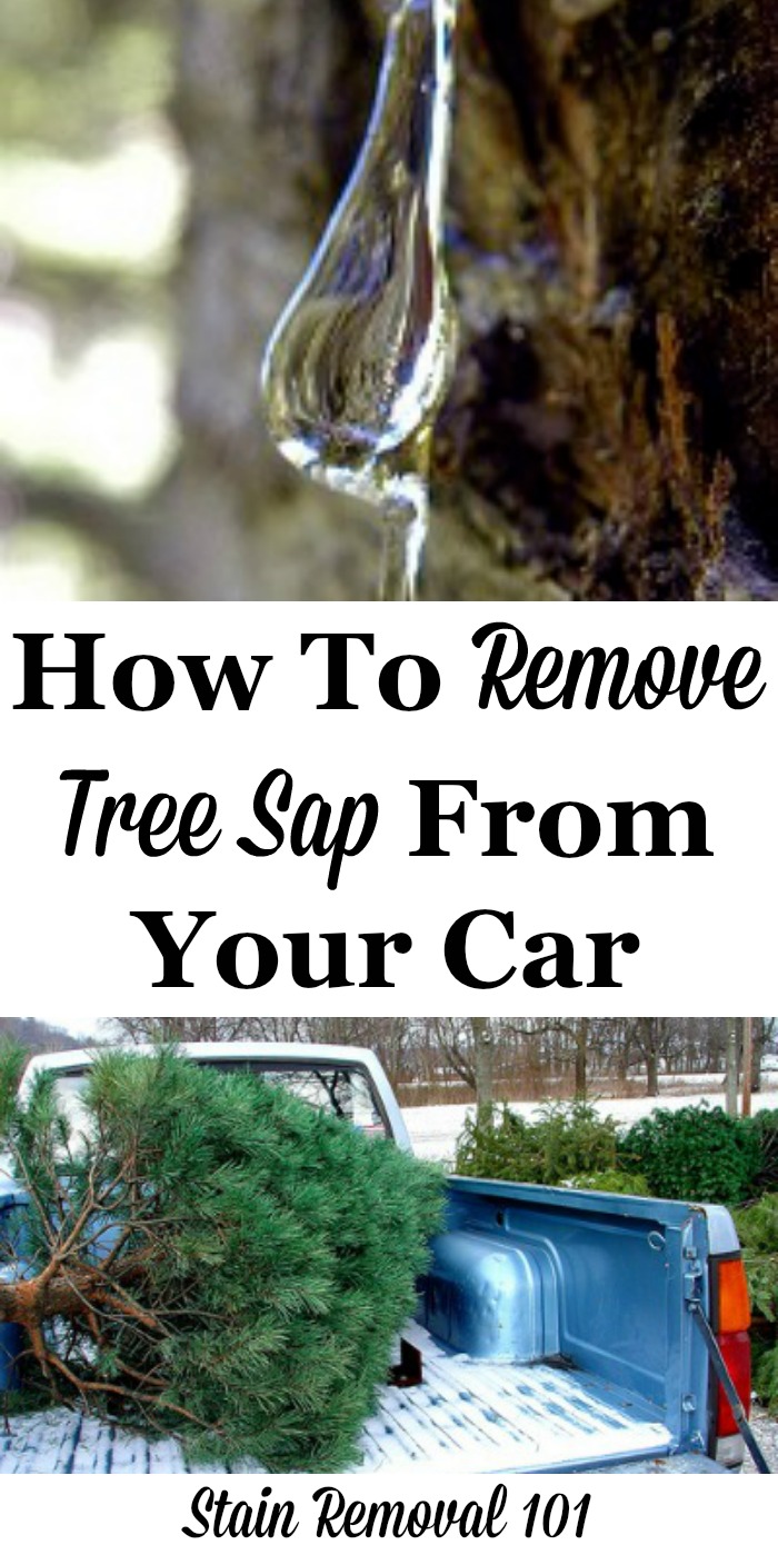 How To Get Tree Sap Off Car (Without Damaging Paint) With Easy Trick (Works  on Clothes & Skin)