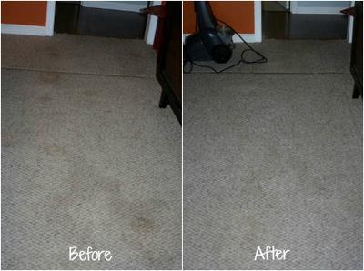 https://www.stain-removal-101.com/images/spot-cleaning-pet-stains-in-carpet-may-not-be-enough-may-need-to-clean-whole-thing-21741015.jpg