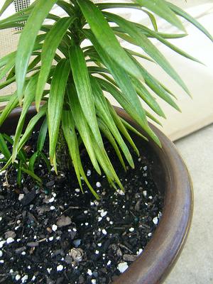 What To Do When This Potted Plant Falls Over On Your Carpet